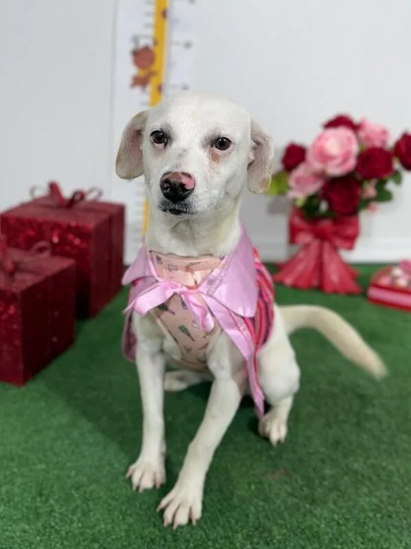 A baby small-sized female Chihuahua dog named Lulu for adoption in Carlsbad, CA