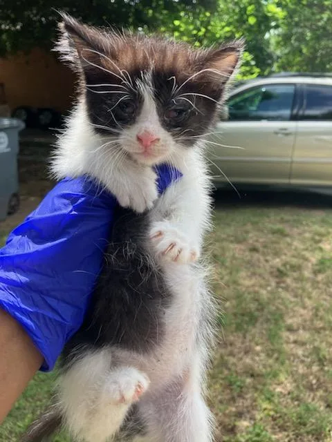 A baby small-sized female Domestic Short Hair cat named Kuromi for adoption in Dallas, TX
