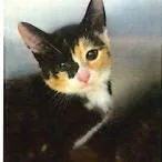 A baby small-sized female Calico Domestic Short Hair cat named Piper for adoption in Marietta, GA