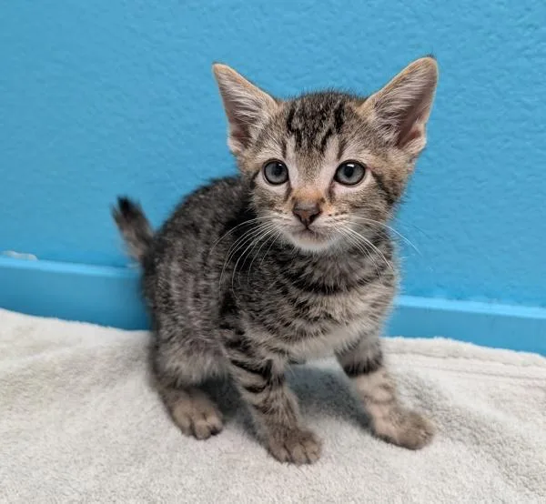 A baby small-sized male Domestic Short Hair cat named Bubsy for adoption in Escondido, CA