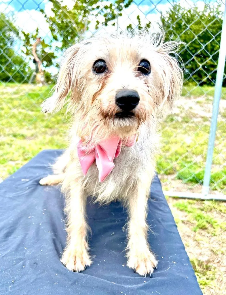 Taylor Tomlinson thumbnail 2