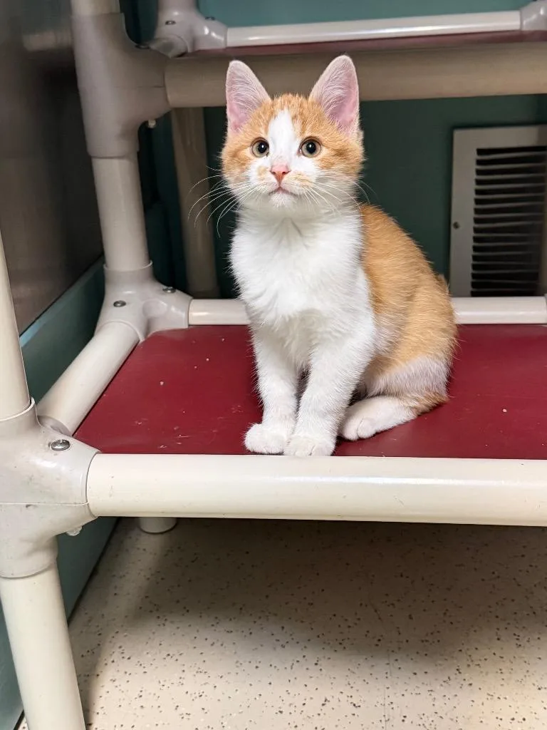A baby medium-sized male Domestic Short Hair cat named Butter for adoption in Amery, WI