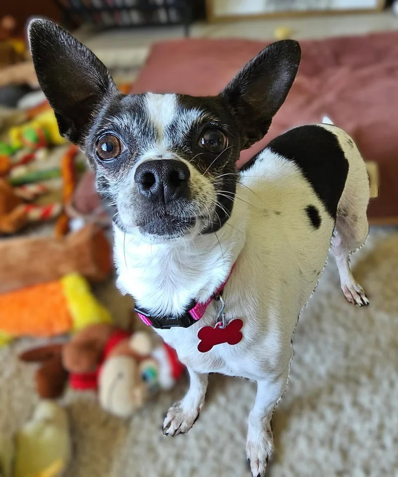 An adult small-sized female Chihuahua dog named Pepper for adoption in Lisbon, IA