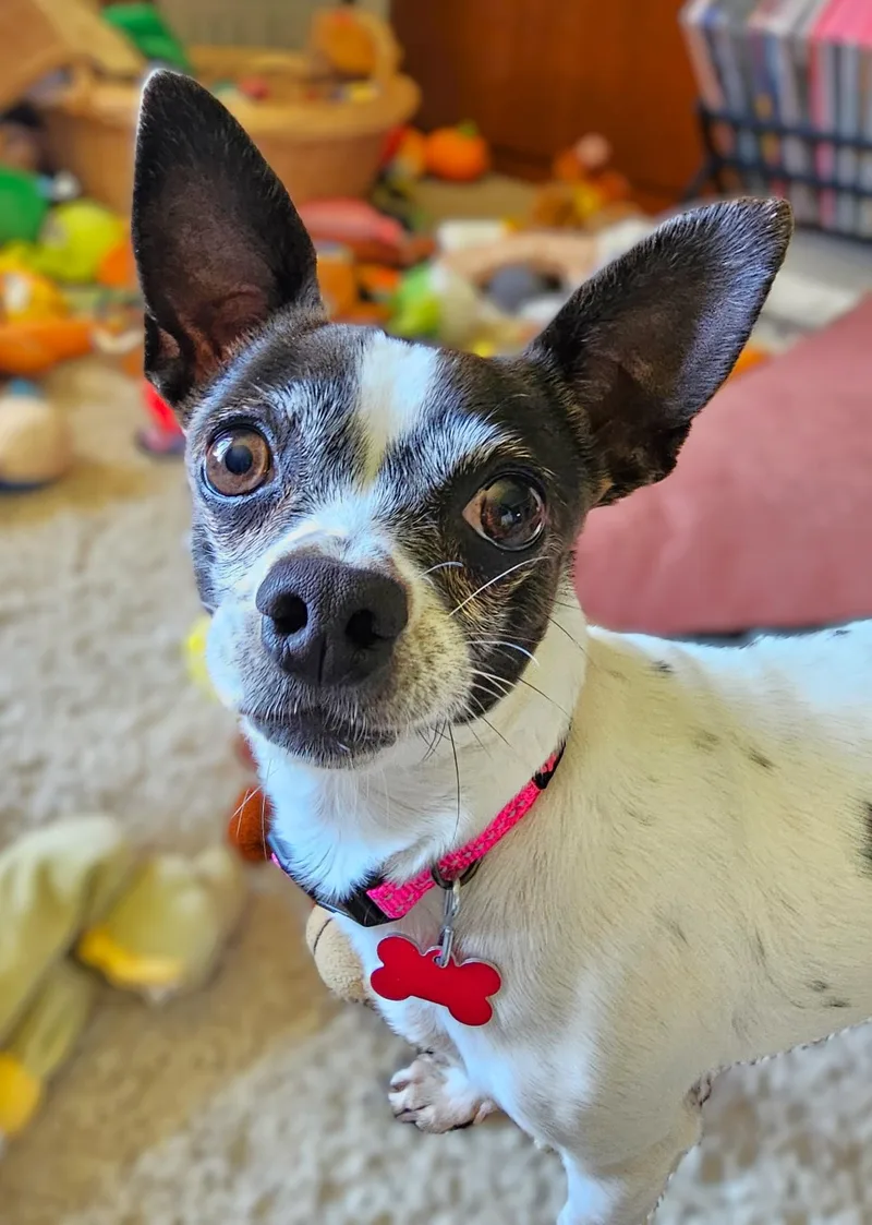 Pepper thumbnail 3