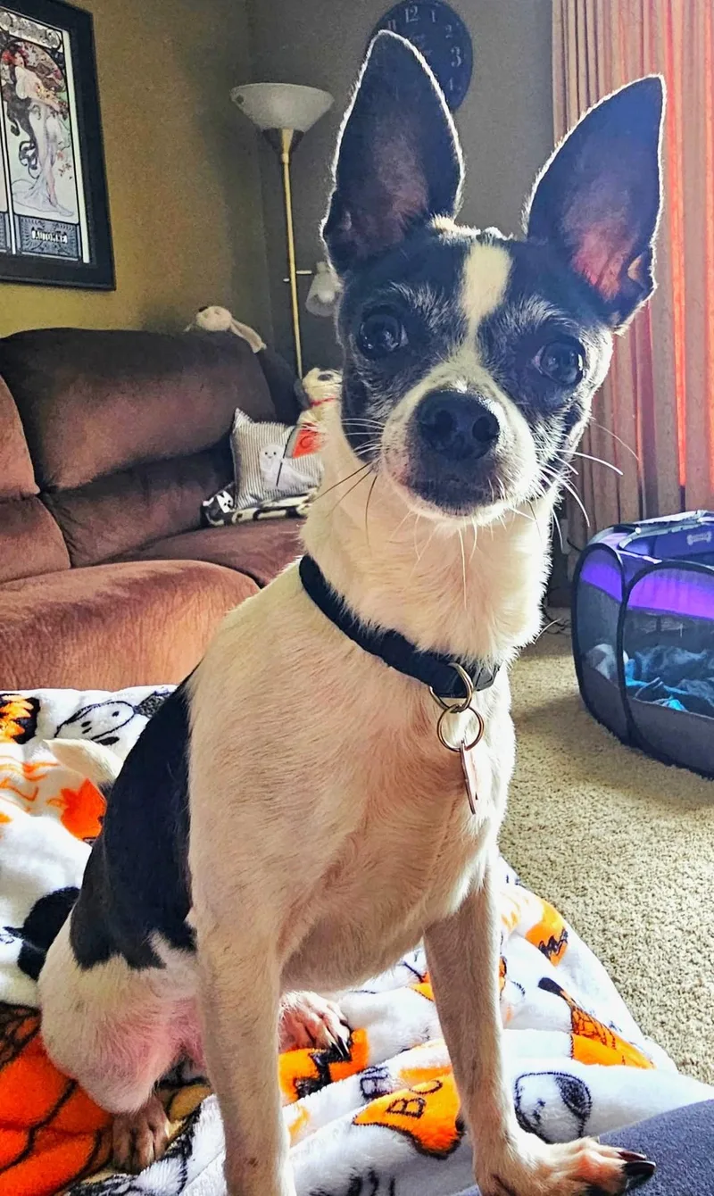 Pepper thumbnail 5