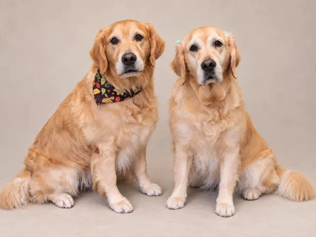 An adult large-sized female Golden Retriever dog named Luna for adoption in Midway, UT