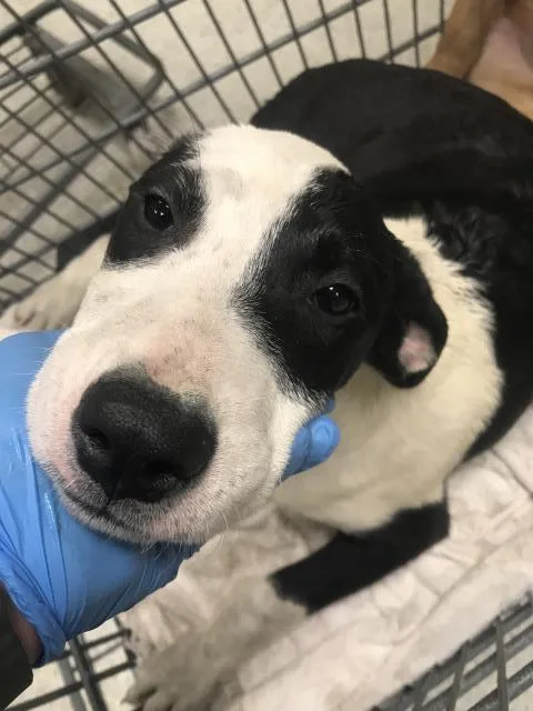 A baby medium-sized female Labrador Retriever dog named Helena for adoption in Conroe, TX