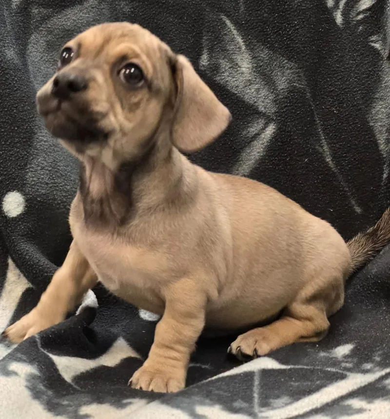 A baby small-sized male Pug dog named Edmond for adoption in Murphysboro, IL