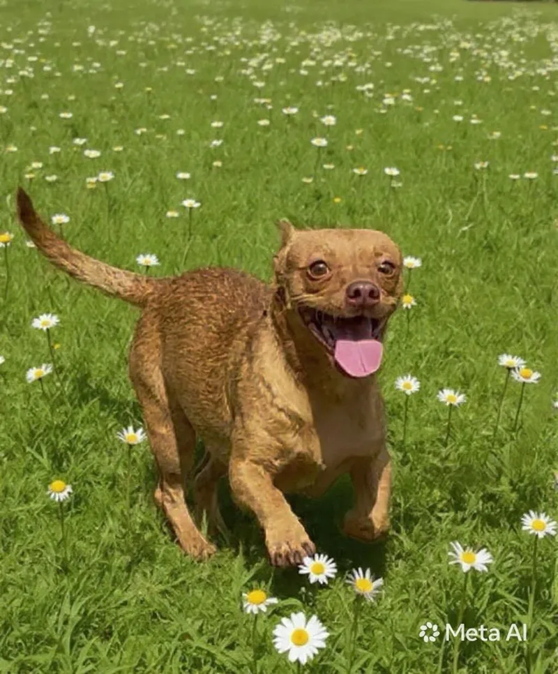 An adult medium-sized male Brown / Chocolate Chihuahua dog named Red for adoption in Quinton, AL