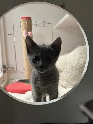 A baby small-sized male Domestic Medium Hair cat named Ricky for adoption in Honolulu, HI