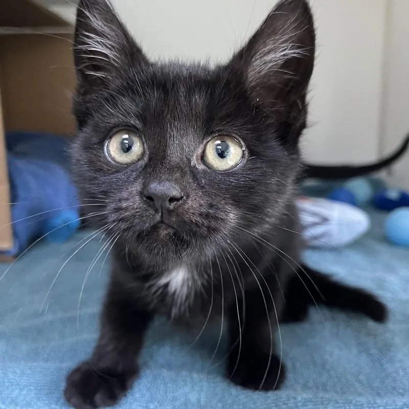 A baby small-sized female Black Domestic Short Hair cat named Ravello for adoption in Newark, NJ