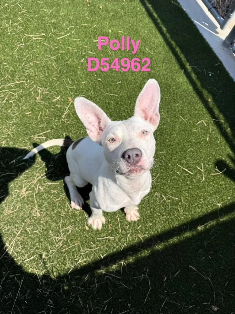A baby medium-sized female Pit Bull Terrier dog named Polly for adoption in Clarksville, TN