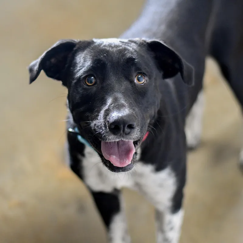 An adult medium-sized female Border Collie dog named Blair for adoption in Defuniak Springs, FL