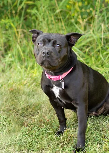 A young medium-sized female Black Mixed Breed dog named Brandy for adoption in Hamilton, OH