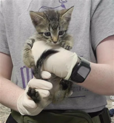 A baby small-sized male Domestic Short Hair cat named Michael for adoption in Omaha, NE