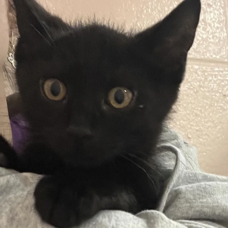 A baby small-sized male Black Domestic Short Hair cat named James for adoption in Owosso, MI
