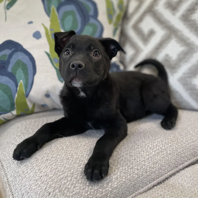 Snapdragon thumbnail 2