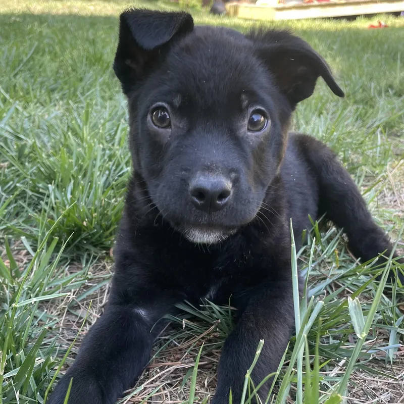 Snapdragon thumbnail 3