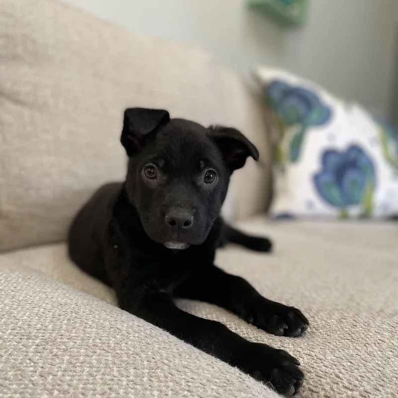 Snapdragon thumbnail 4