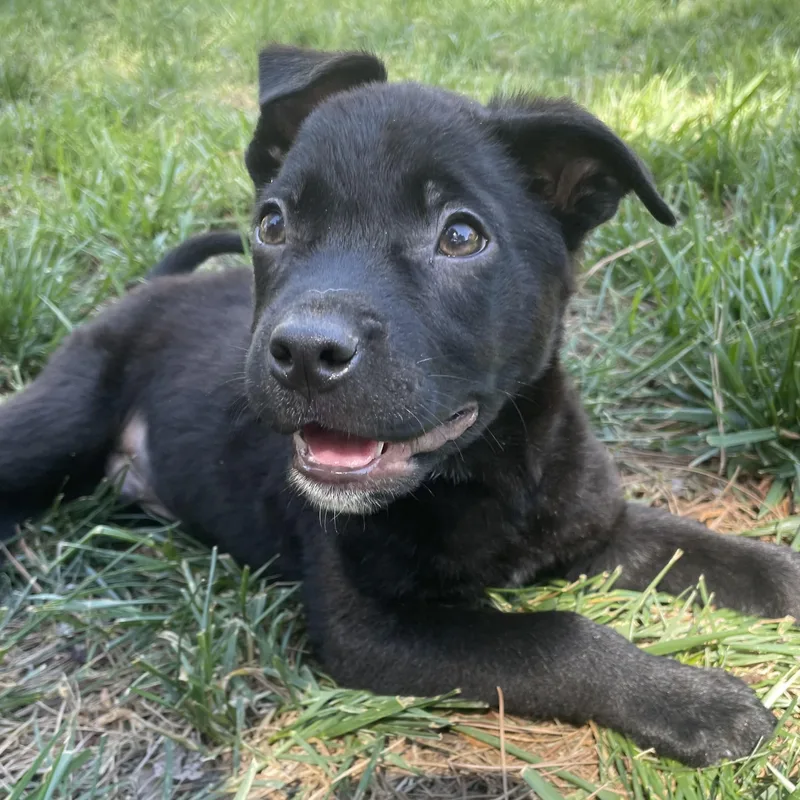 Snapdragon thumbnail 5