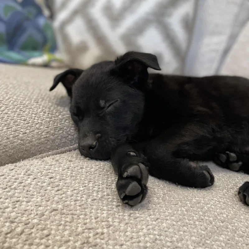 Snapdragon thumbnail 6