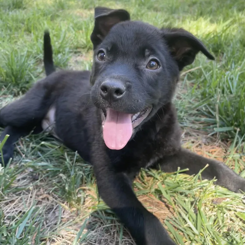 A baby medium-sized male Black Labrador Retriever dog named Snapdragon for adoption in Rock Hill, SC