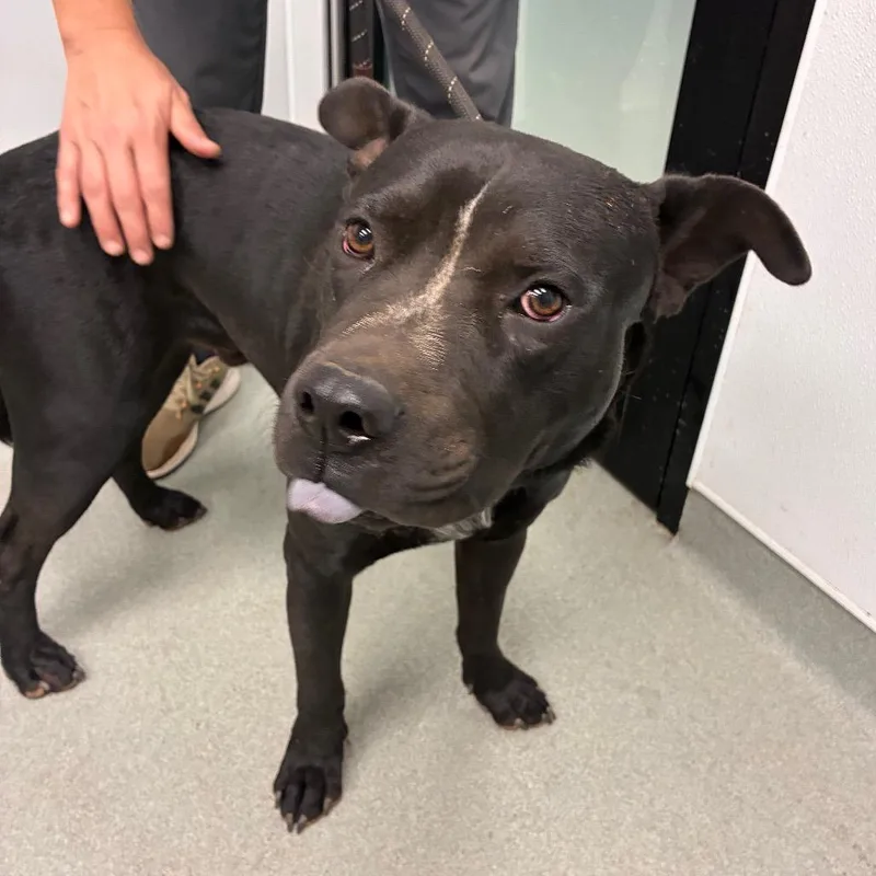 An adult medium-sized male Shar-Pei dog named Myers for adoption in Abilene, TX