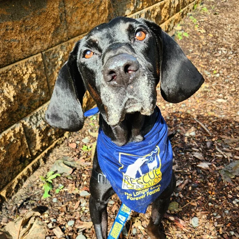 An adult medium-sized male Black Plott Hound dog named Coal for adoption in Falls Church, VA