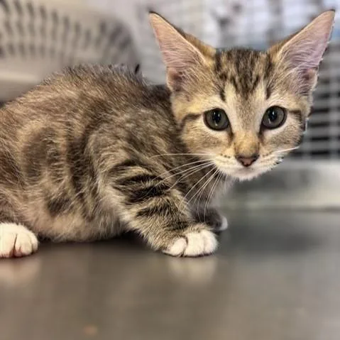 A baby small-sized female Domestic Short Hair cat named Melody for adoption in San Antonio, TX
