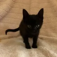 A baby small-sized male Black Domestic Short Hair cat named Grogu for adoption in Liverpool, TX