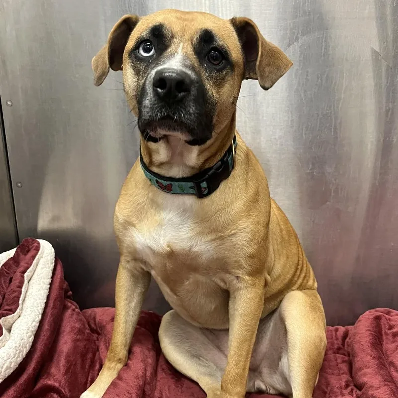 An adult medium-sized female Sable Mixed Breed dog named Chloe Jane for adoption in Grand Rapids, MI