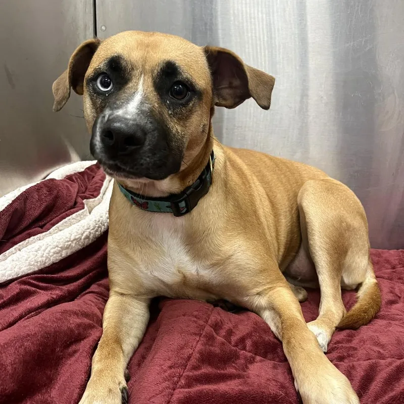 Chloe Jane thumbnail 5