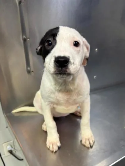 A baby medium-sized female Mixed Breed dog named Dawn  D for adoption in West Chester, PA