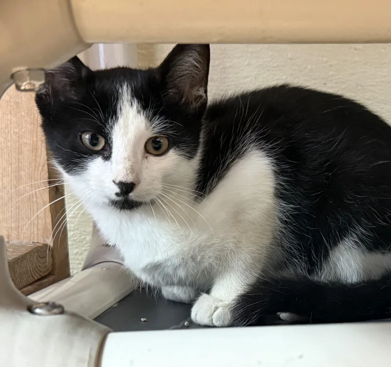 A young medium-sized male Black & White / Tuxedo Domestic Short Hair cat named Lantern for adoption in Brookings, SD
