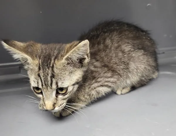 A baby small-sized female Domestic Short Hair cat named Kc  Ember for adoption in Lawrenceville, GA