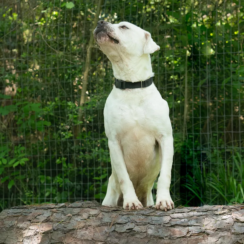 An adult large-sized male Apricot / Beige American Bully dog named Dunn for adoption in Tomball, TX