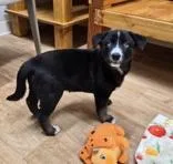 Honey Bun thumbnail 2