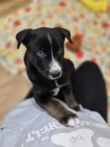 Honey Bun thumbnail 3