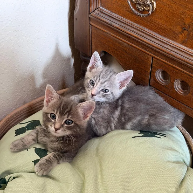 A baby small-sized female Gray / Blue / Silver Domestic Short Hair cat named Loquat for adoption in Jupiter, FL