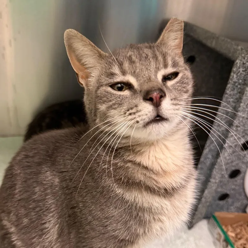An adult medium-sized female Gray / Blue / Silver Domestic Short Hair cat named Squirt for adoption in Charlottesville, VA