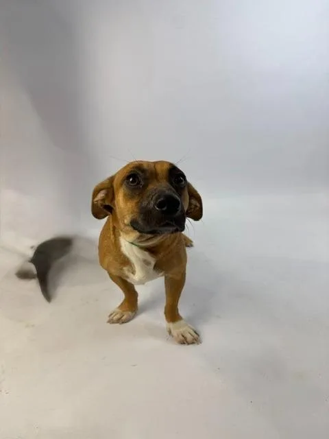 A young medium-sized female Red / Chestnut / Orange Dachshund dog named Dolly Parton for adoption in Alvin, TX