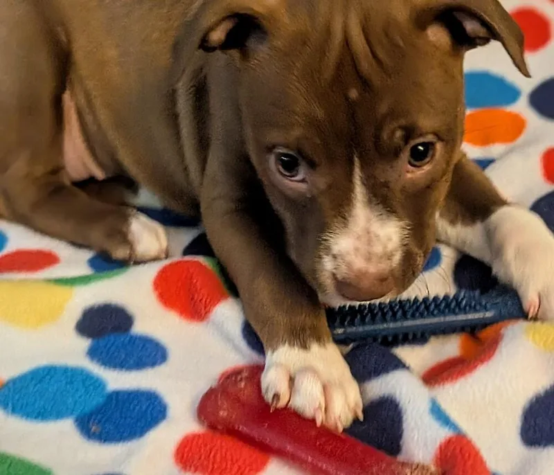 A baby large-sized female Terrier dog named Bailey Bramble for adoption in Waunakee, WI