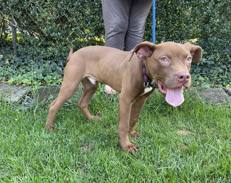 A baby medium-sized male Brown / Chocolate Chocolate Labrador Retriever dog named Twix for adoption in Leesburg, VA