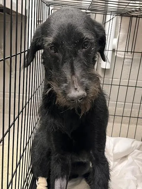 A young medium-sized female Terrier dog named Roxanne for adoption in Las Vegas, NV