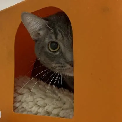 A young medium-sized male Domestic Short Hair cat named Tyson for adoption in Janesville, WI