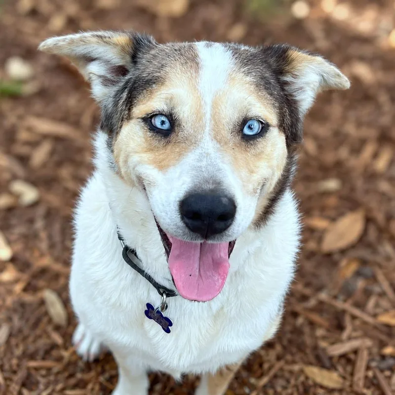Della