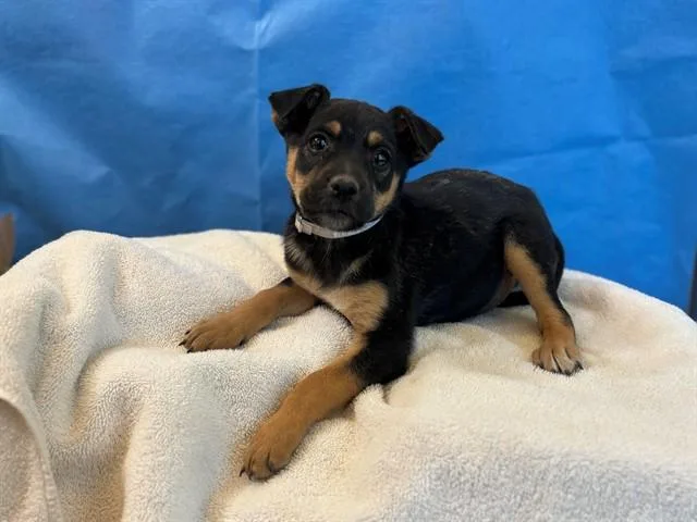 A young small-sized female Australian Shepherd dog named Gracey for adoption in Lancaster, CA