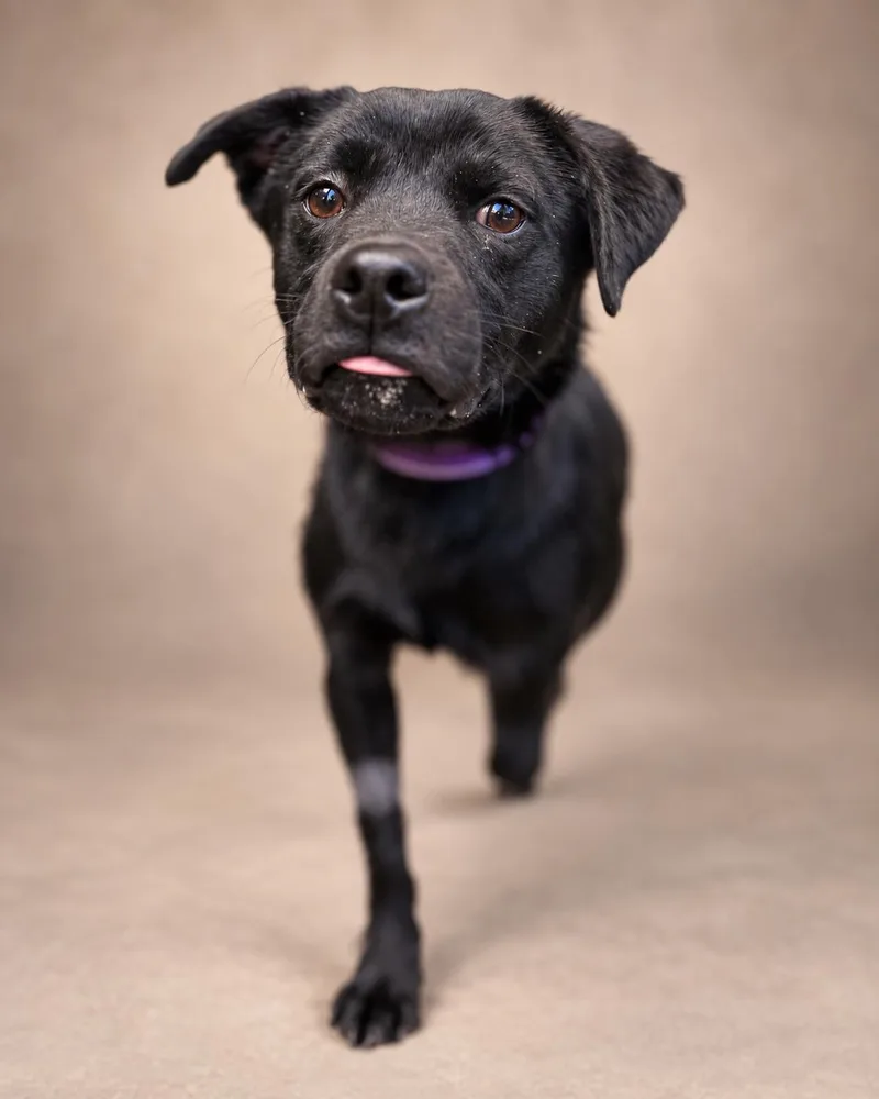 A young small-sized male Black Labrador Retriever dog named Forest for adoption in Navarre, FL