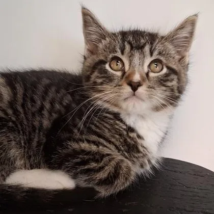 A young small-sized male Tabby (Brown / Chocolate) Domestic Short Hair cat named Hansel for adoption in Belmont, NY