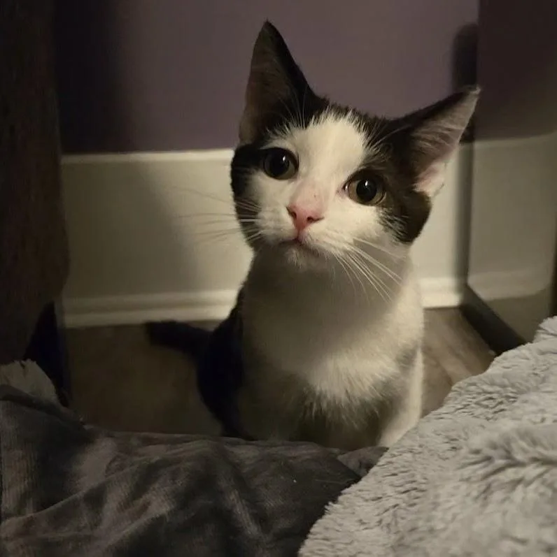 Sabastian thumbnail 2